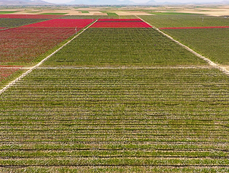 Engin Tarım Akçaşehir Orchard