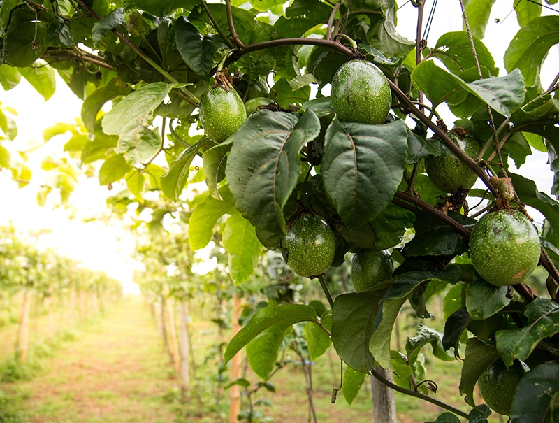 Engin Tarım Kenya Orchard