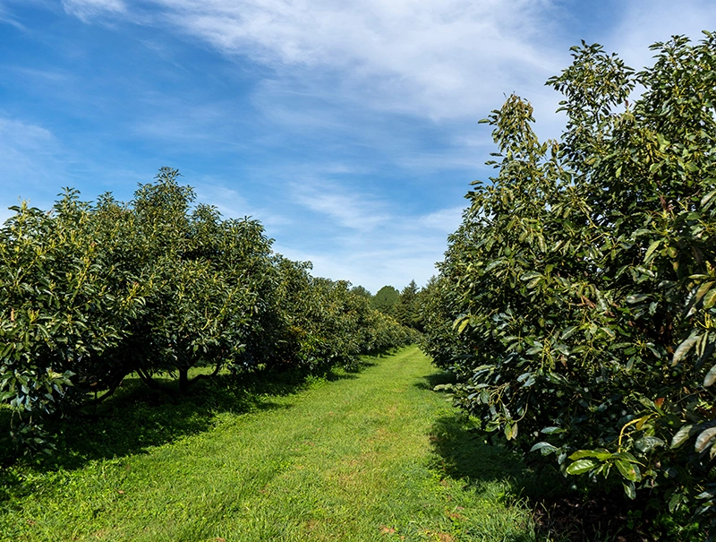 Engin Tarım Tanzania Orchard