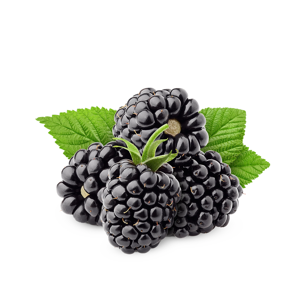 Engin Tarım - Blackberry