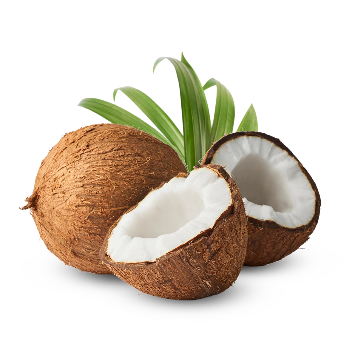 Engin Tarım - Coconut